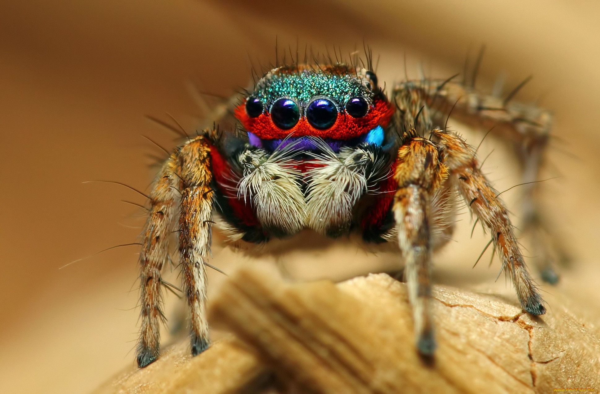 , , , , colorful, jumping, spider, 